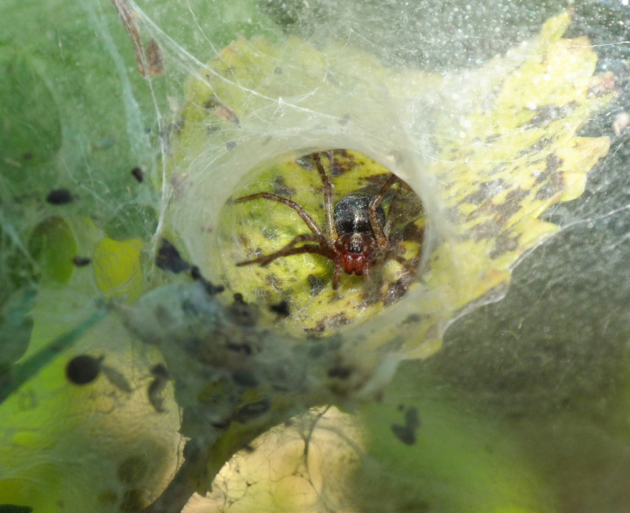 Agelena sp.